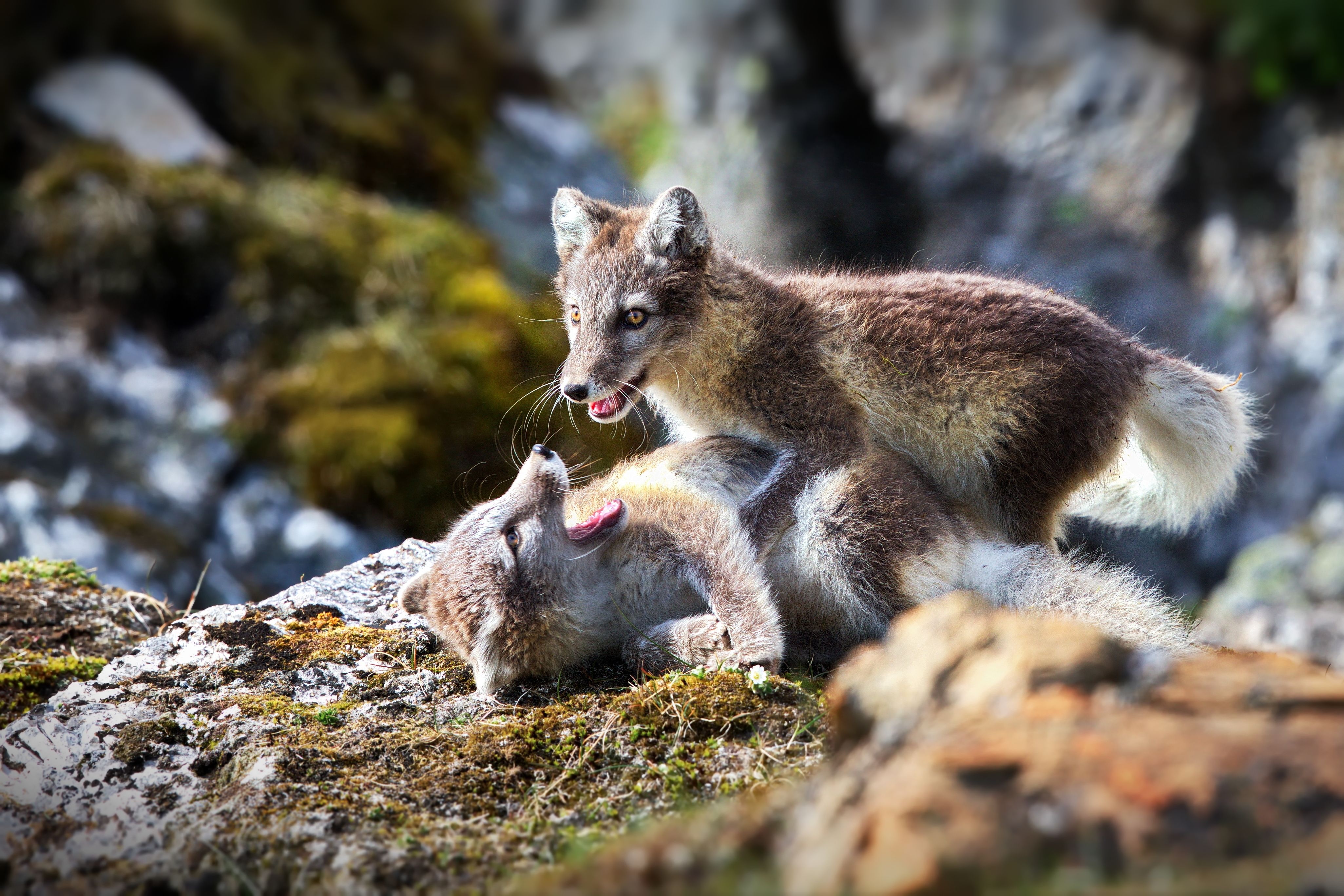 Wild foxes, Svalbard